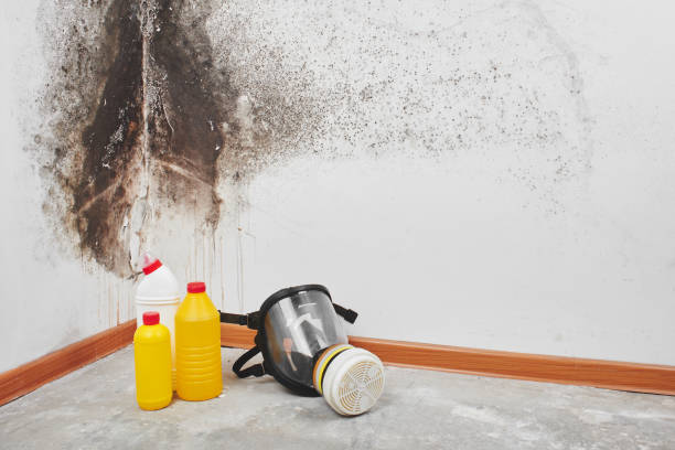 Best Best Mold Removal Companies  in Four Corners, TX