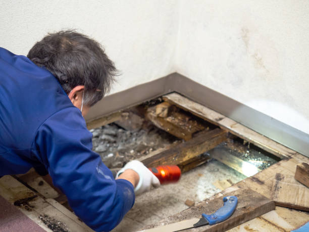 Best Mold Remediation Services  in Four Corners, TX