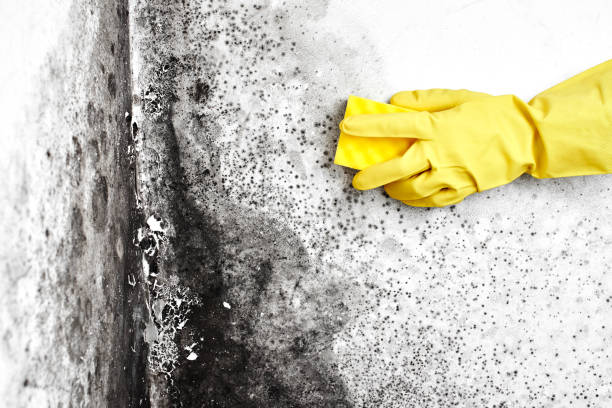 Best Residential Mold Removal  in Four Corners, TX