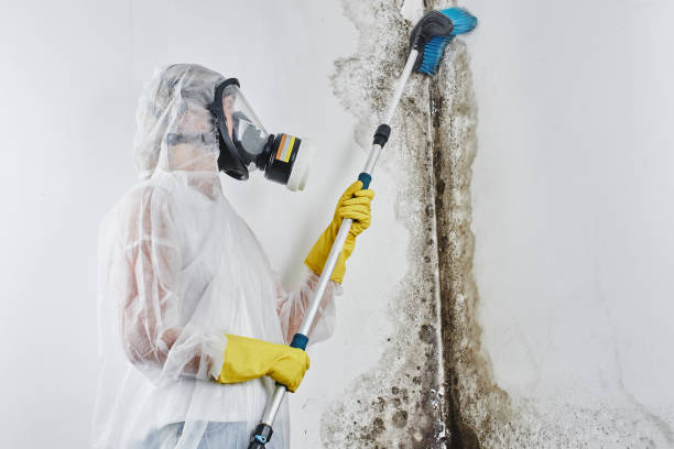 Attic Mold Removal in Four Corners, TX