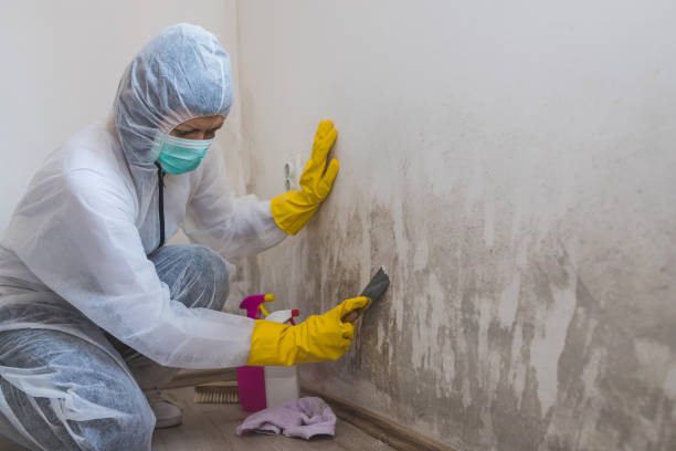 Best Local Mold Removal Service  in Four Corners, TX