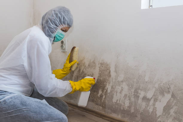 Best Black Mold Removal  in Four Corners, TX