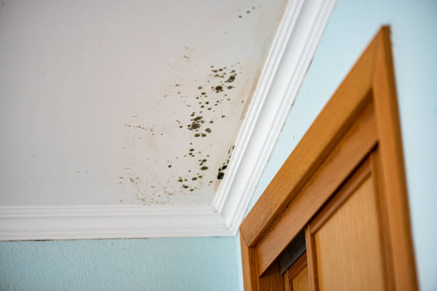 Best Commercial Mold Removal  in Four Corners, TX