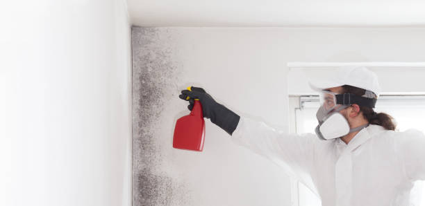 Best Mold Removal Near Me  in Four Corners, TX