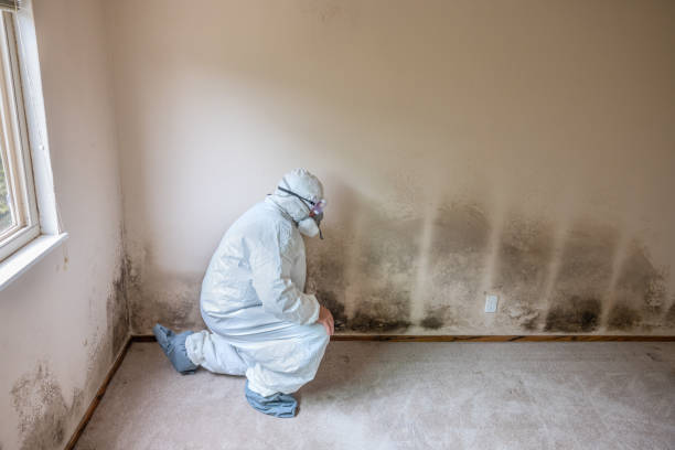 Best Mold Damage Repair  in Four Corners, TX