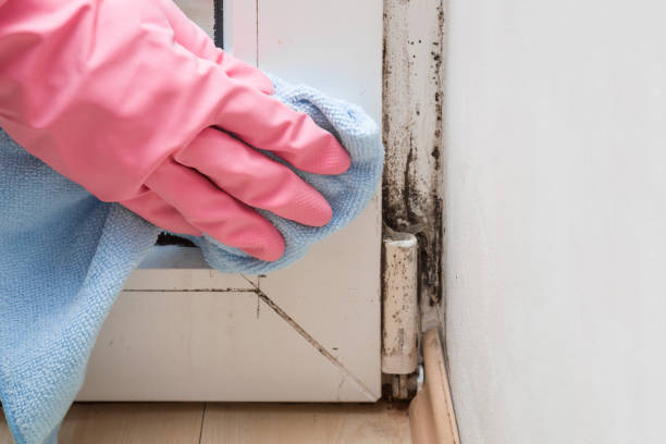 Best Fast Mold Removal  in Four Corners, TX