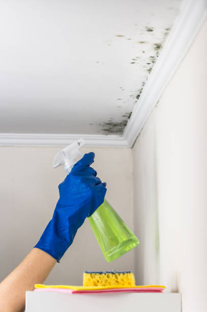 Certified Mold Removal in Four Corners, TX